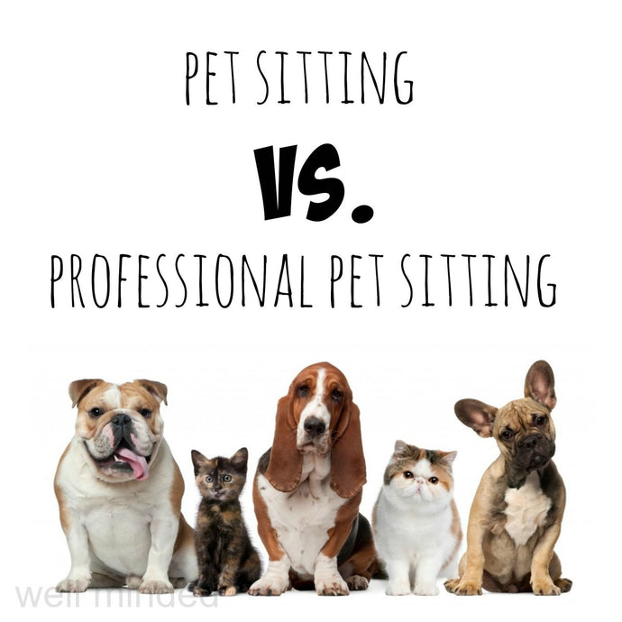 What to look for when looking for a pet professional